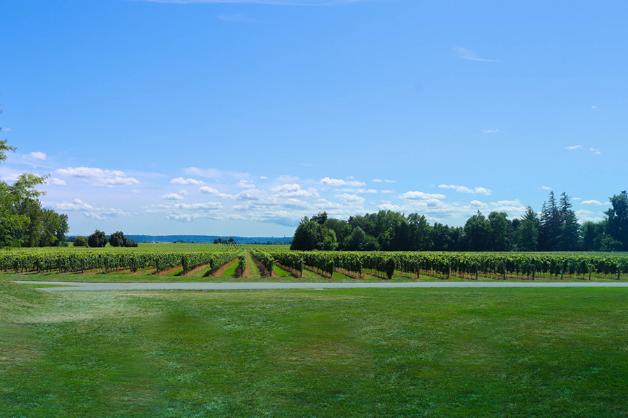 Ajimu Wine Valley