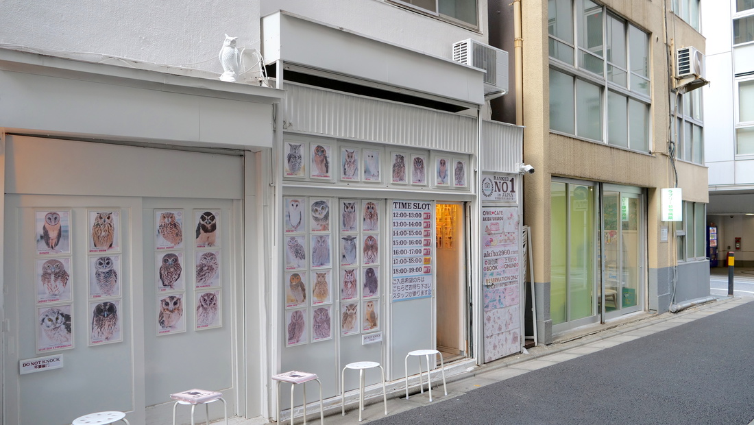 Akiba Fukurou. Owl Cafe