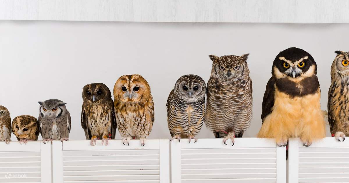 Akiba Fukurou. Owl Cafe