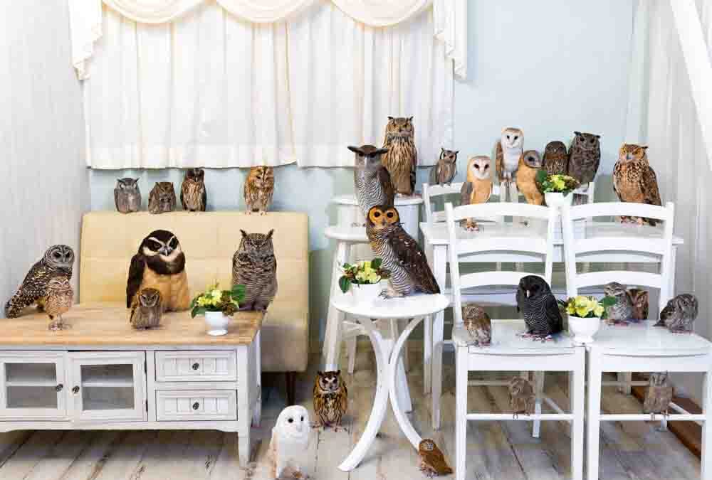 Akiba Fukurou. Owl Cafe