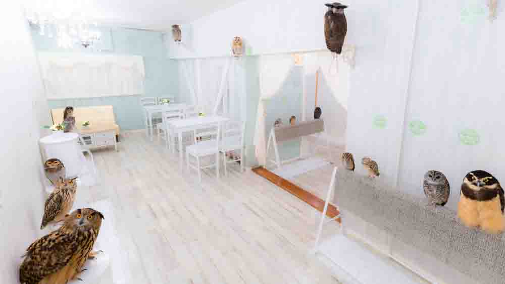 Akiba Fukurou. Owl Cafe