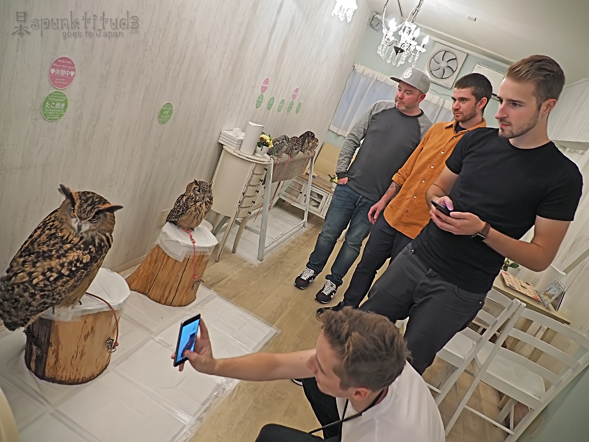 Akiba Fukurou. Owl Cafe