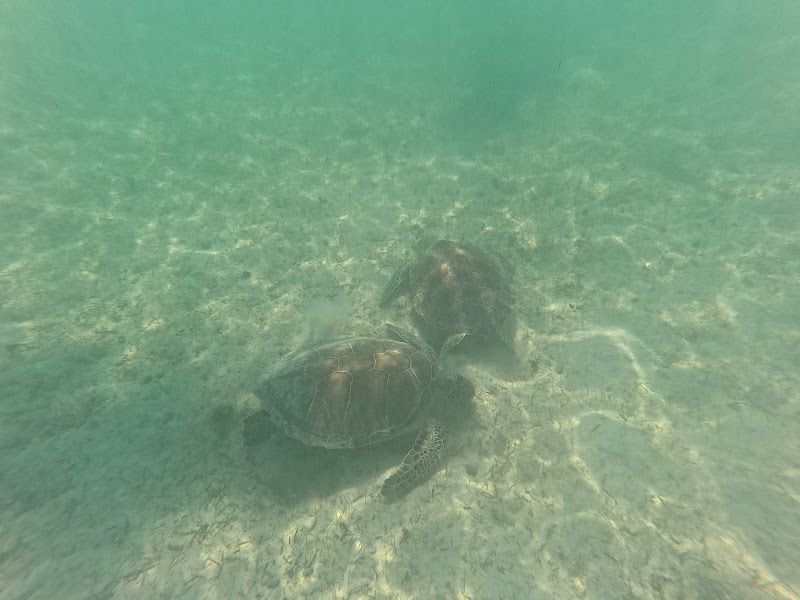 Akumal Sea Turtles