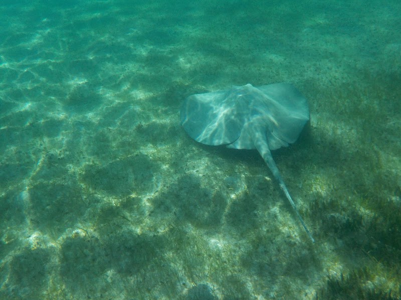 Akumal Sea Turtles