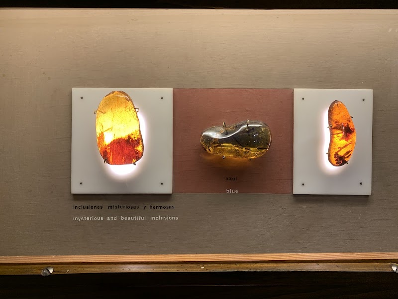 Amber Museum