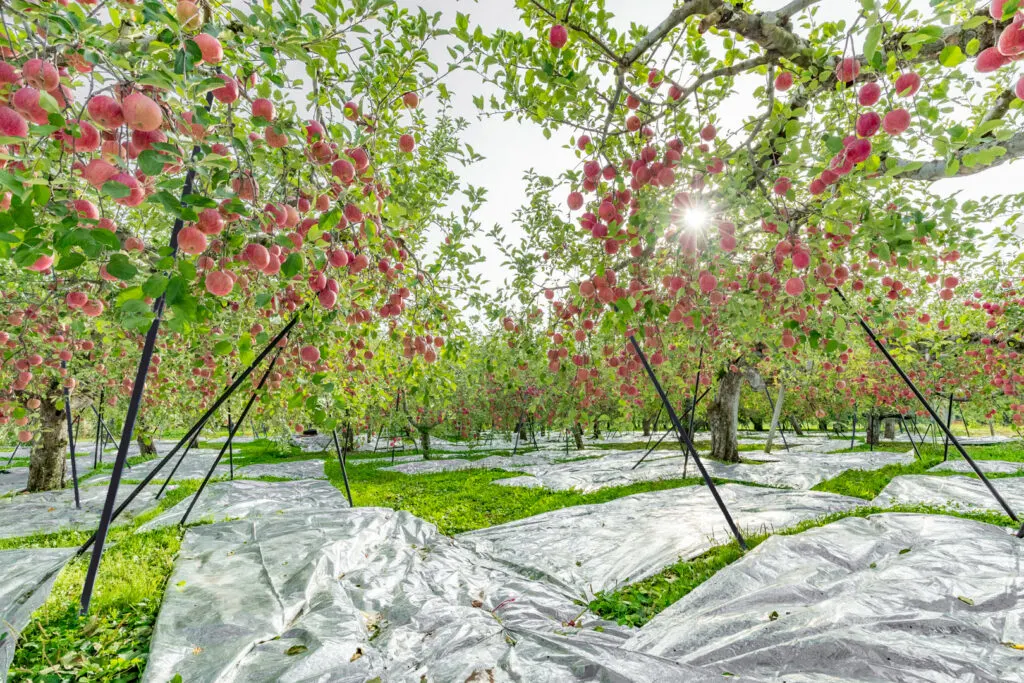 Aomori Apple Attractions