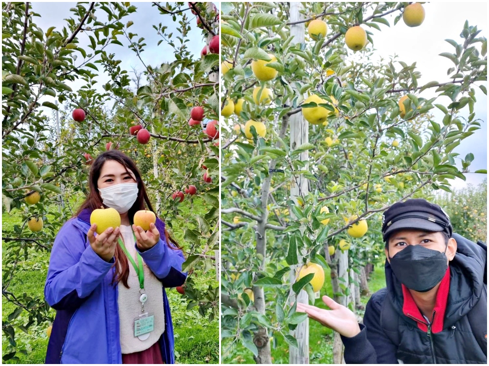 Aomori Apple Attractions
