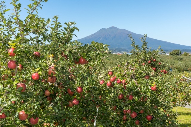 Aomori Apple Park