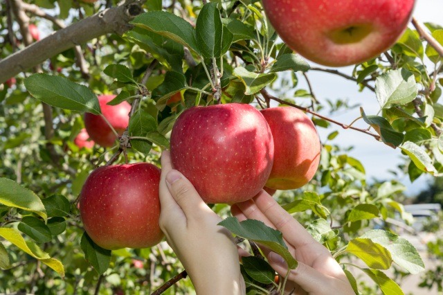 Aomori Apple Park