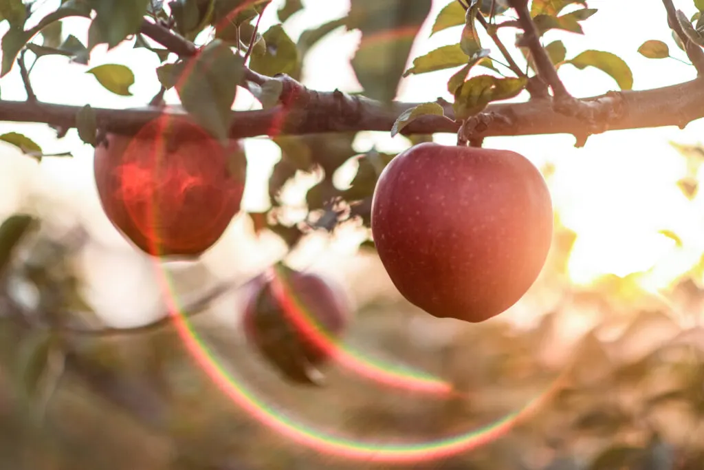 Aomori Autumn Apple Harvest