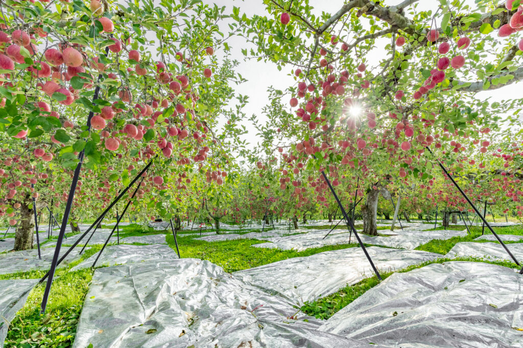 Aomori Autumn Apple Harvest