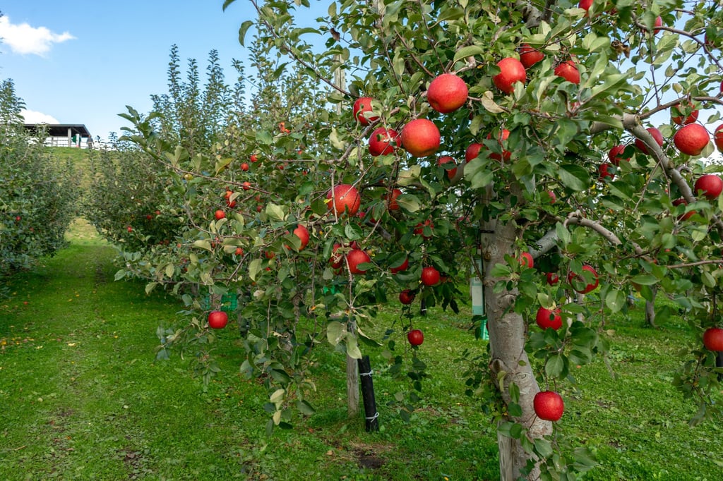 Aomori Autumn Apple Harvest