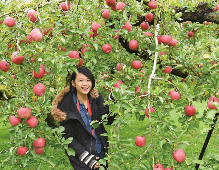 Aomori Autumn Apple Harvest