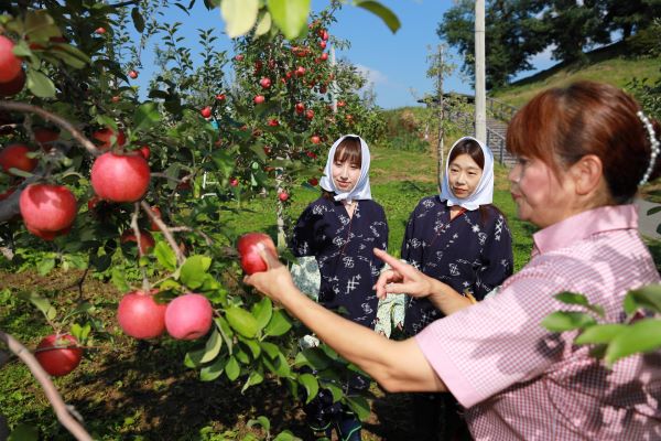 Aomori Autumn Apple Harvest
