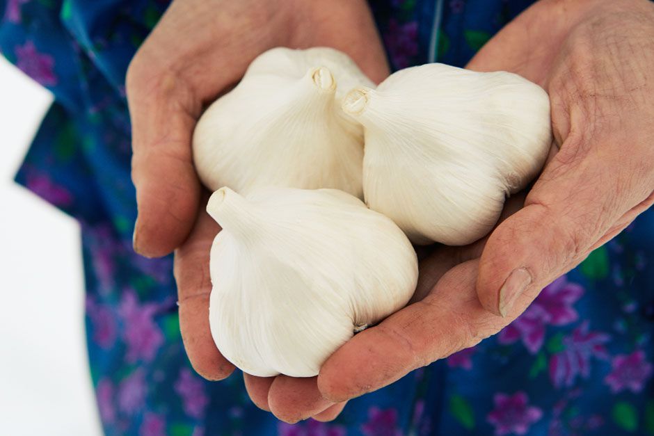 Aomori Garlic (Fukuchi White)