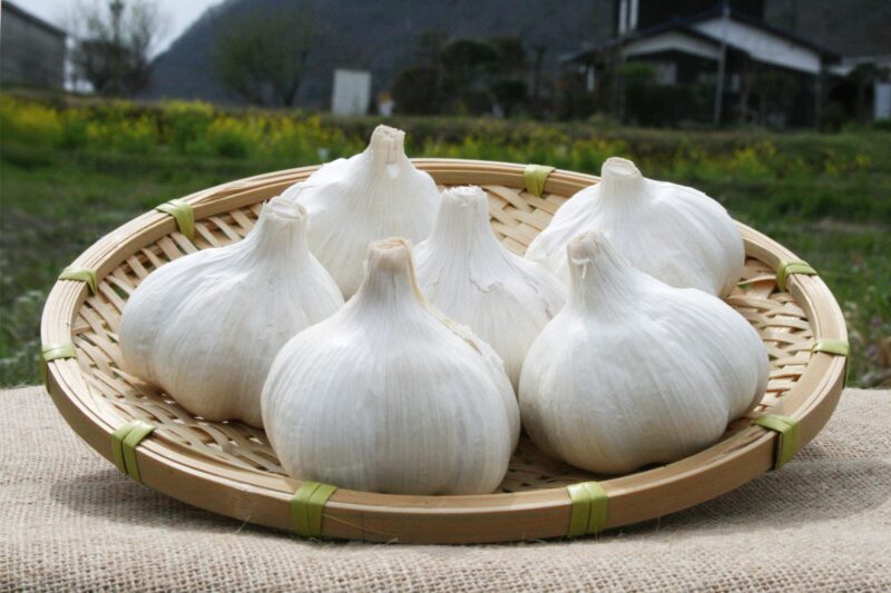 Aomori Garlic (Fukuchi White)