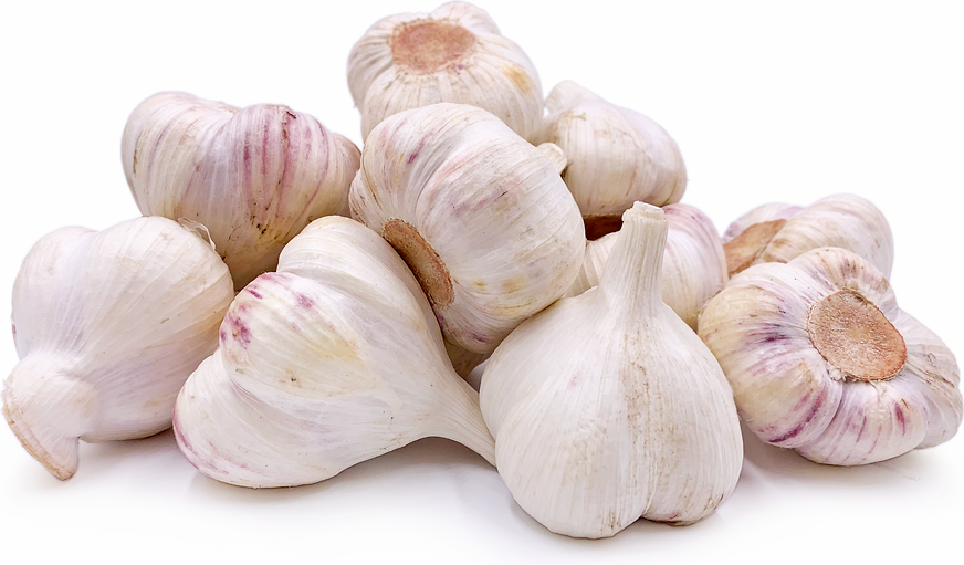 Aomori Garlic (Fukuchi White)