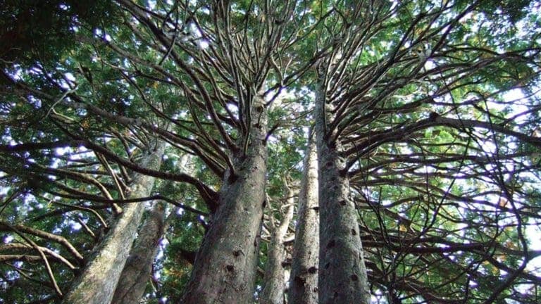 Aomori Hiba Wood Crafts