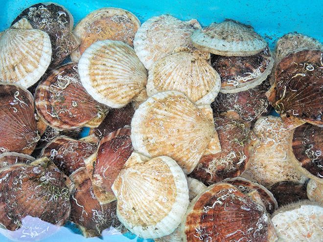 Aomori Scallops