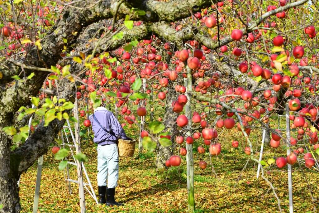 Apple Orchards (Nagano)