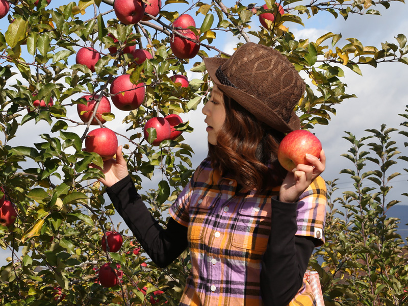 Apple Orchards (Nagano)