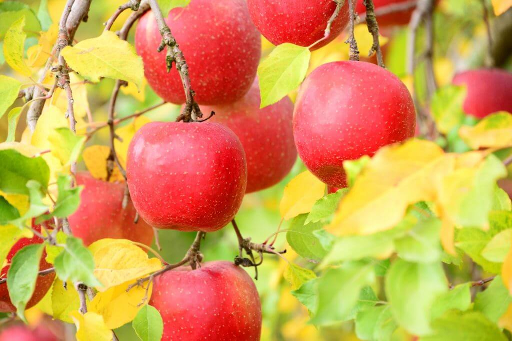 Apple Orchards (Nagano)