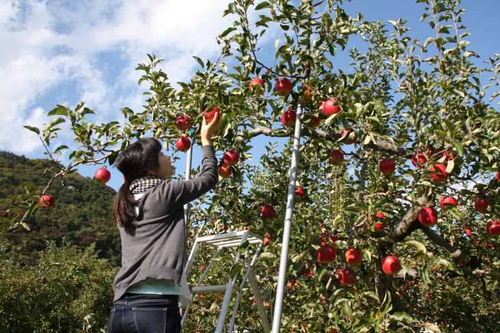 Apple Orchards (Nagano)
