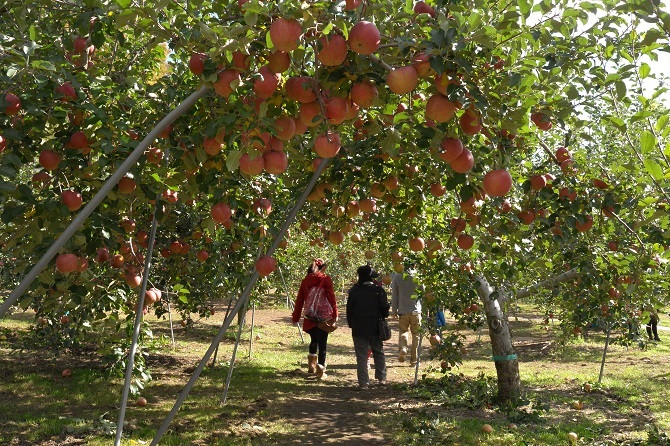 Apple Orchards (Nagano)