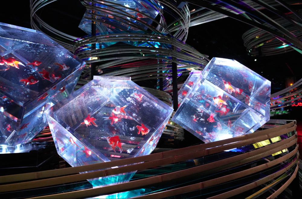 Art Aquarium Museum