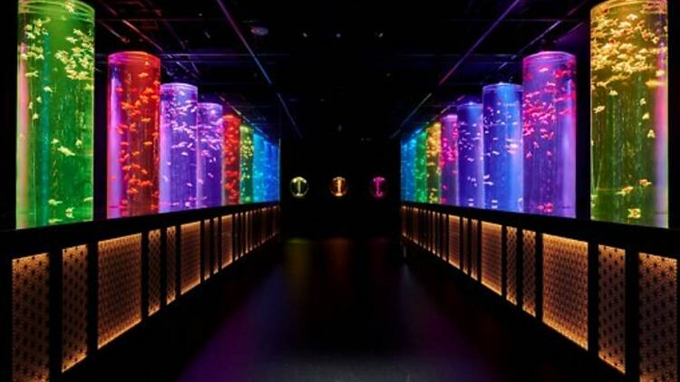 Art Aquarium Museum