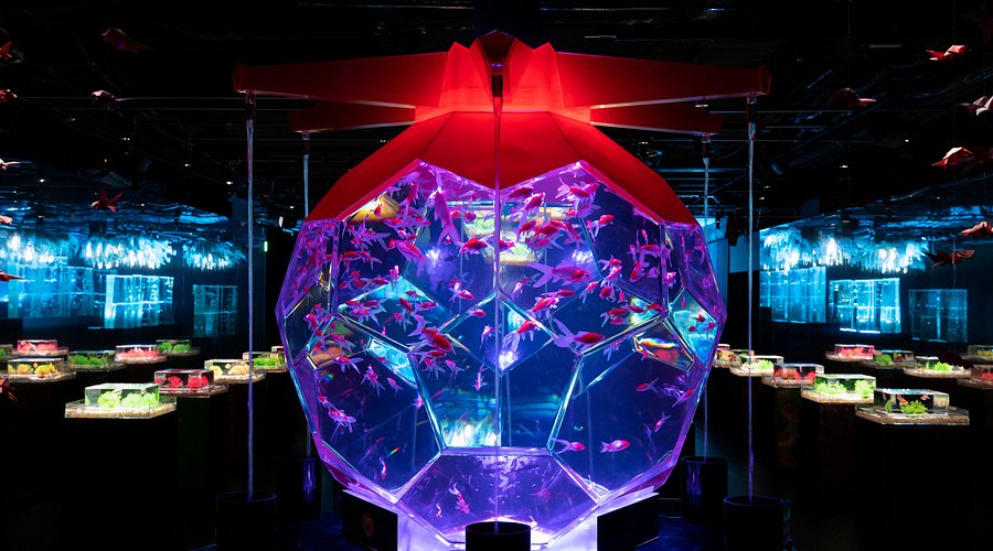 Art Aquarium Museum