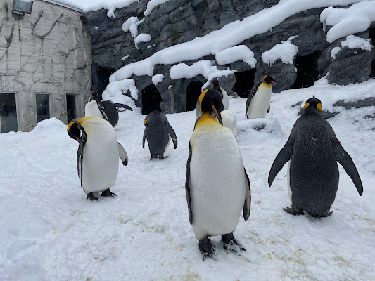 Asahiyama Zoo Day Trip