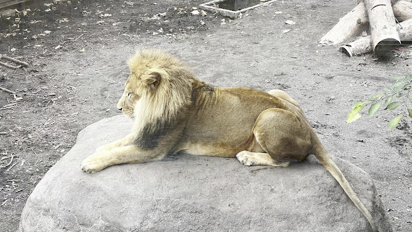 Asahiyama Zoo Day Trip