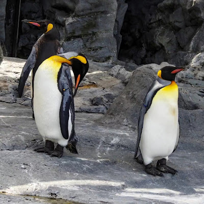 Asahiyama Zoo Day Trip