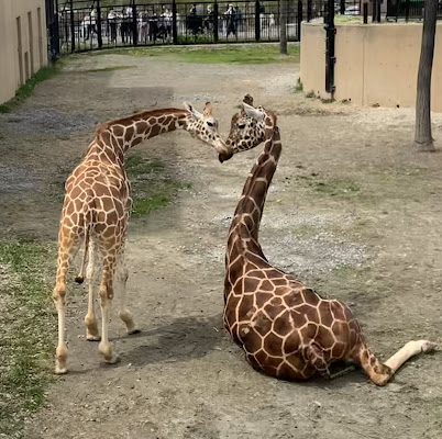 Asahiyama Zoo Day Trip