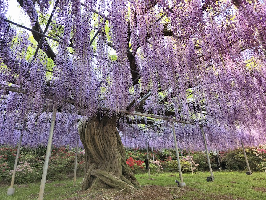 Ashikaga Flower Park