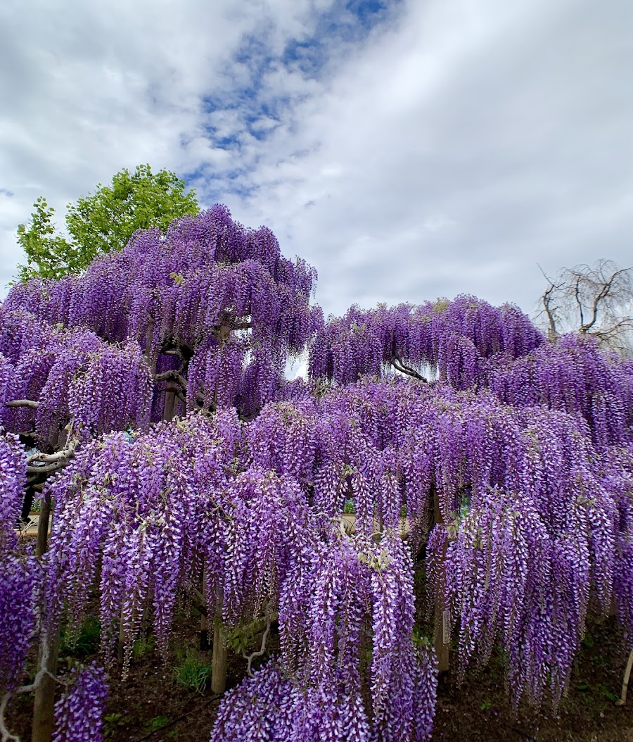 Ashikaga Flower Park
