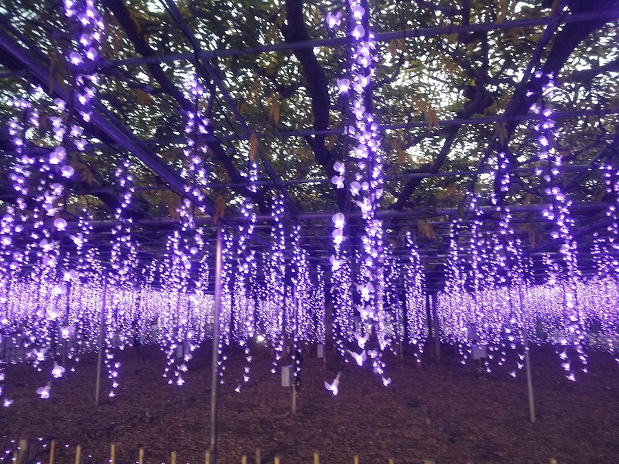 Ashikaga Flower Park