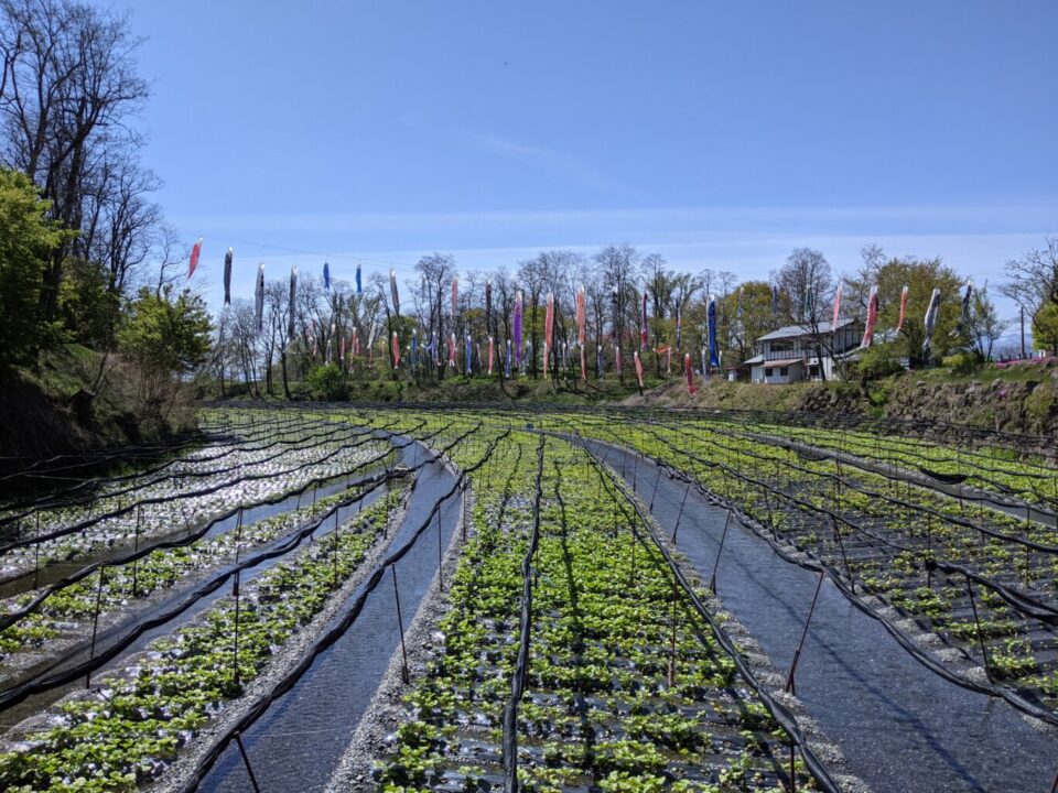 Azumino Wasabi Fields