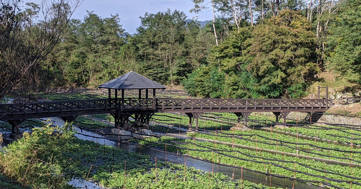 Azumino Wasabi Fields