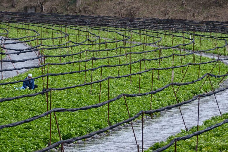 Azumino Wasabi Fields