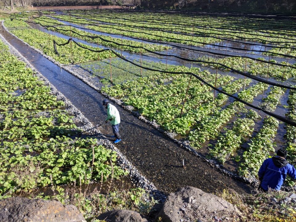 Azumino Wasabi Fields
