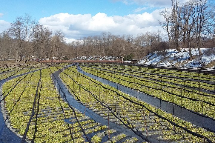 Azumino Wasabi Fields