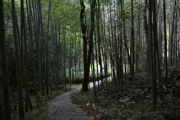 Beppu Bamboo Forest Walk