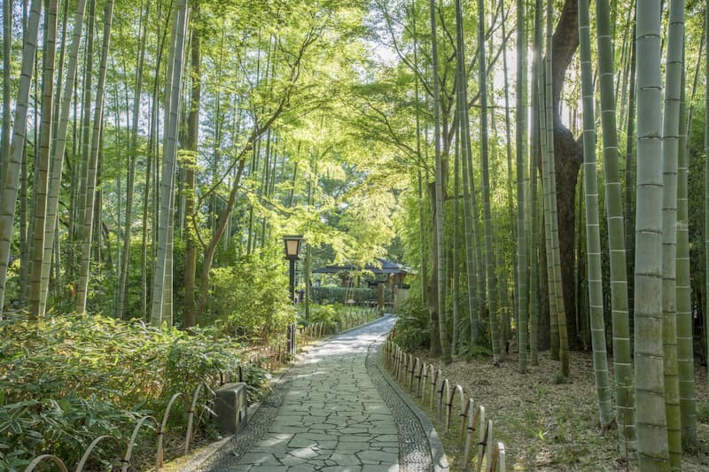 Beppu Bamboo Forest Walk