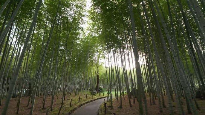 Beppu Bamboo Forest Walk
