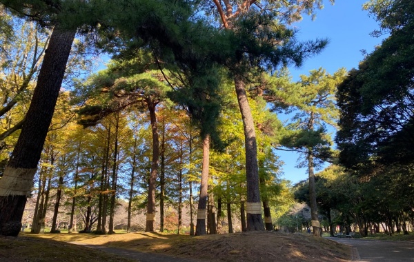 Beppu Bamboo Forest Walk