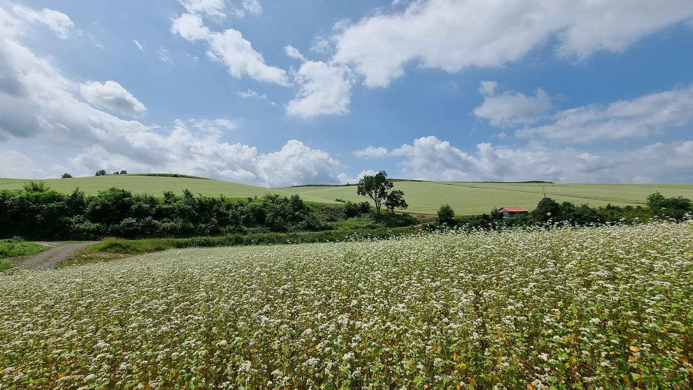 Biei Patchwork Road