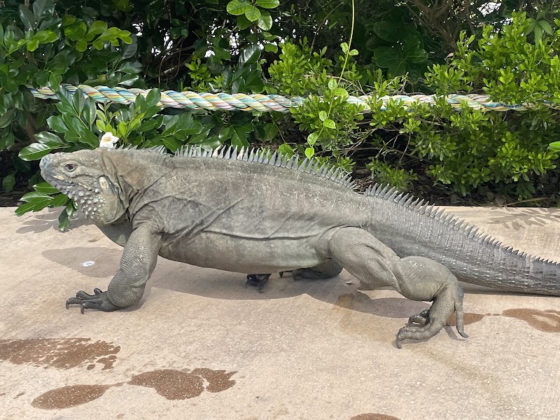 Blue Iguana Conservation