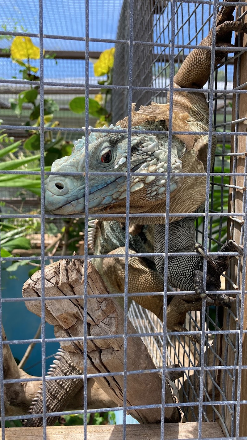 Blue Iguana Conservation